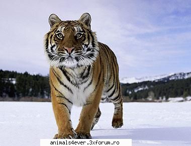 Tigrul - raluca_i_love_animals - Mamifere