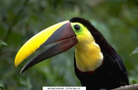 Tucan - raluca_i_love_animals - Pasari