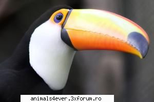 Tucan - Tucanul este o pasare deosebit de frumoasa care - Pasari
