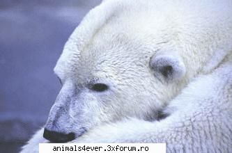 Urs polar - Ursul polar se gaseste mai ales in Cercul Arctic - Mamifere