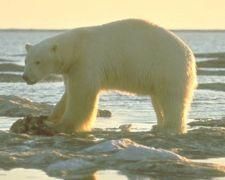Urs polar - raluca_i_love_animals - Mamifere