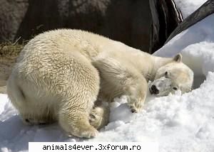 Urs polar - raluca_i_love_animals - Mamifere