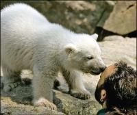 Urs polar - raluca_i_love_animals - Mamifere