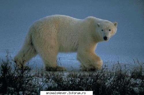 Urs polar - raluca_i_love_animals - Mamifere