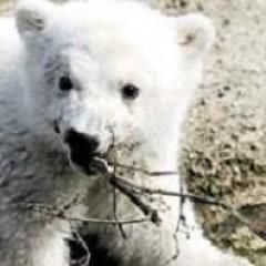 Urs polar - raluca_i_love_animals - Mamifere