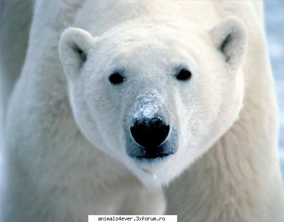Urs polar - raluca_i_love_animals - Mamifere