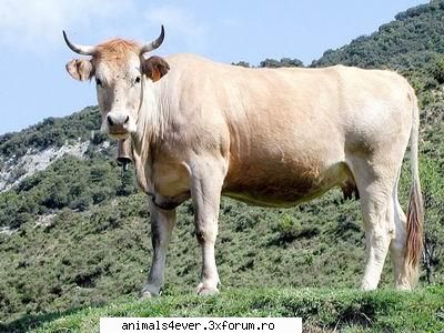 Vaca - raluca_i_love_animals - Animale domestice