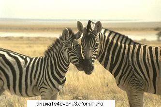 Zebra - Zebra este intalnita in campie, in zone deschise - Mamifere