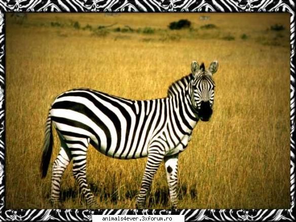 Zebra - raluca_i_love_animals - Mamifere