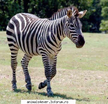 Zebra - raluca_i_love_animals - Mamifere